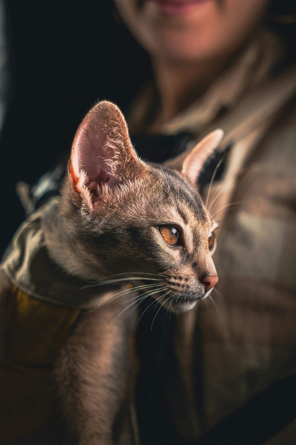 For Cats