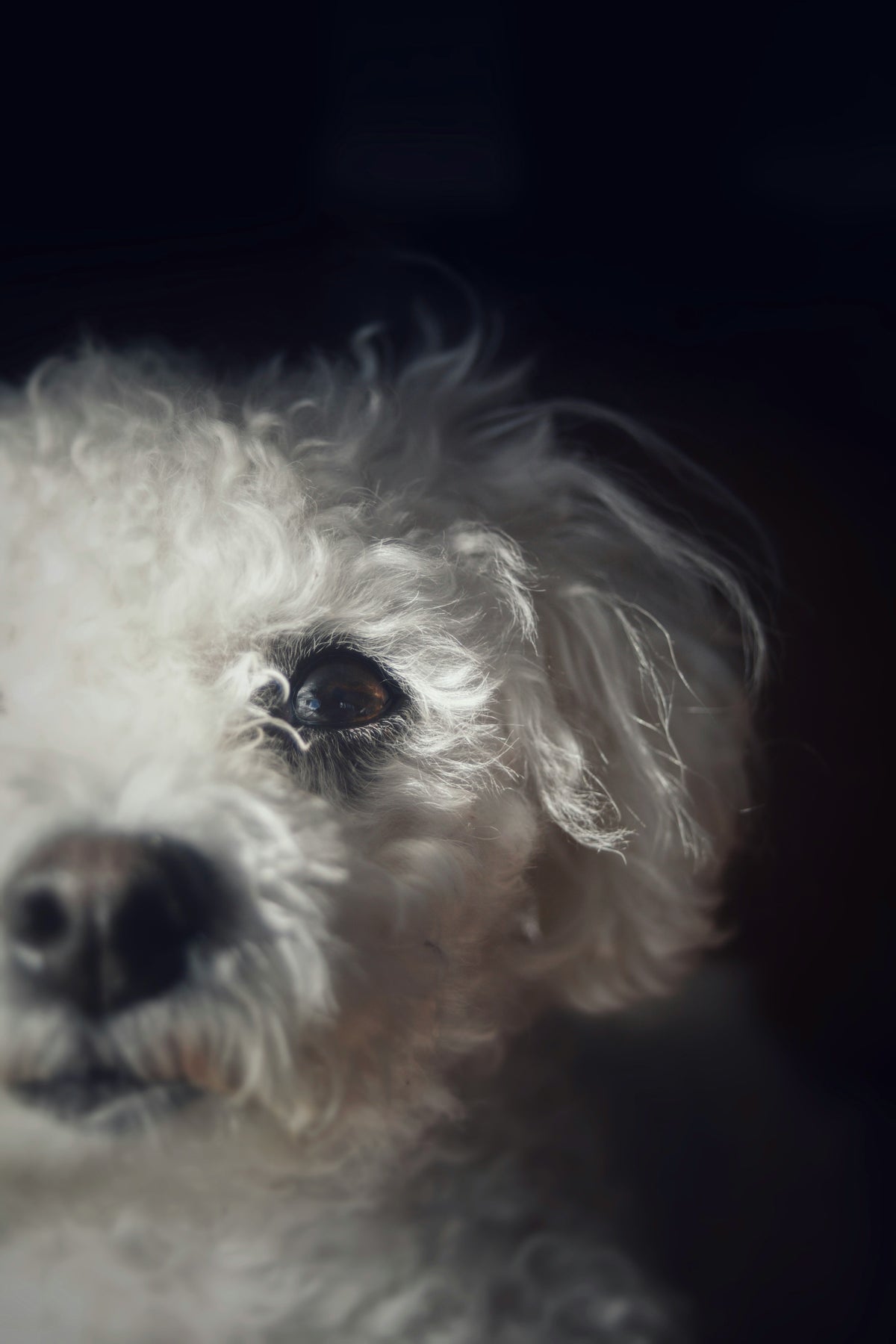 For Dogs